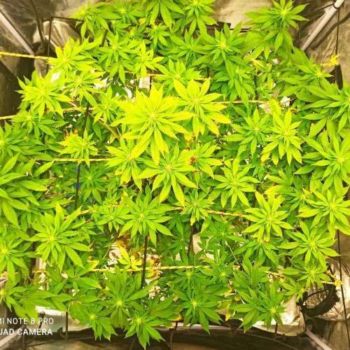 Master kush. Week 10 - Jours 70