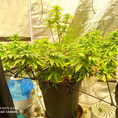 Master kush. Week 10 - Jours 71