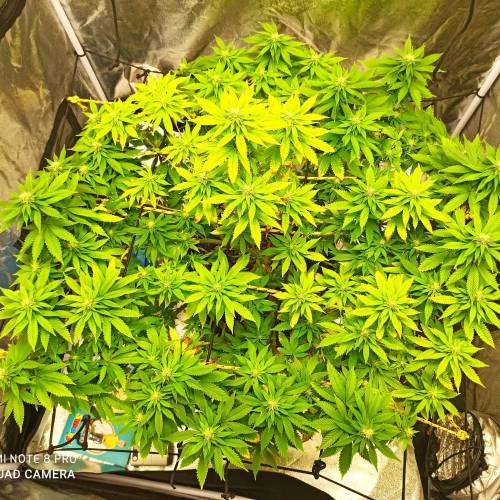 Master kush. Week 11 - Jours 74