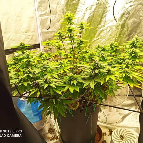 Master kush. Week 11 - Jours 76