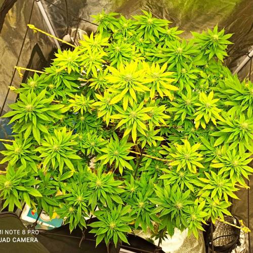 Master kush. Week 11 - Jours 76