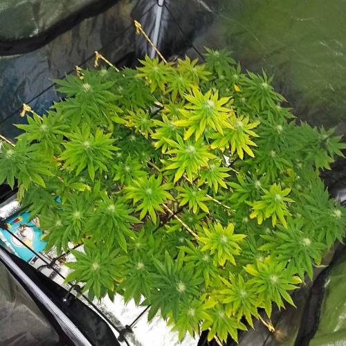 Master kush. Week 11 - Jours 77