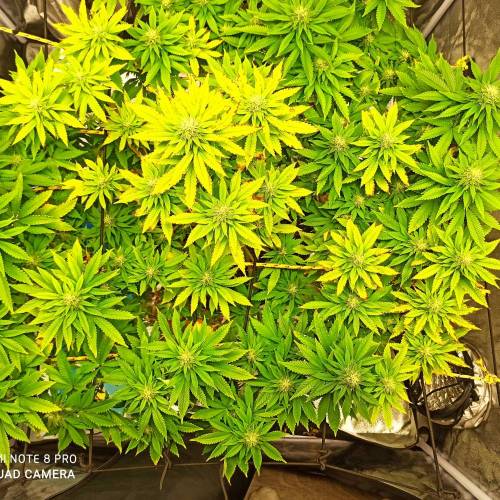 Master kush. Week 12 - Jours 81