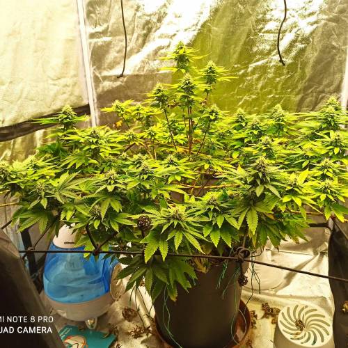 Master kush. Week 12 - Jours 81