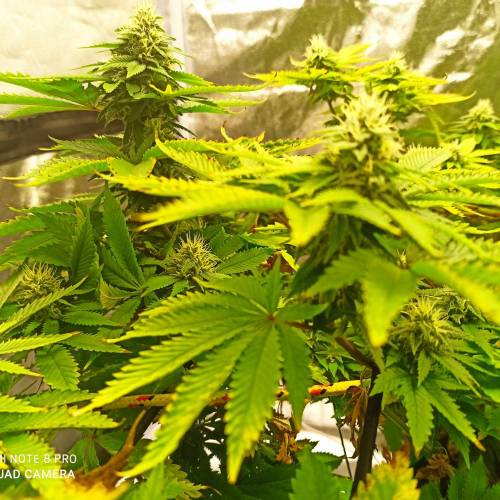 Master kush. Week 12 - Jours 83