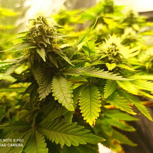 Master kush. Week 12 - Jours 83