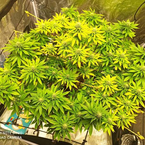 Master kush. Week 12 - Jours 83