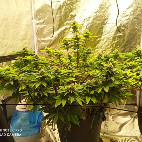 Master kush. Week 12 - Jours 83