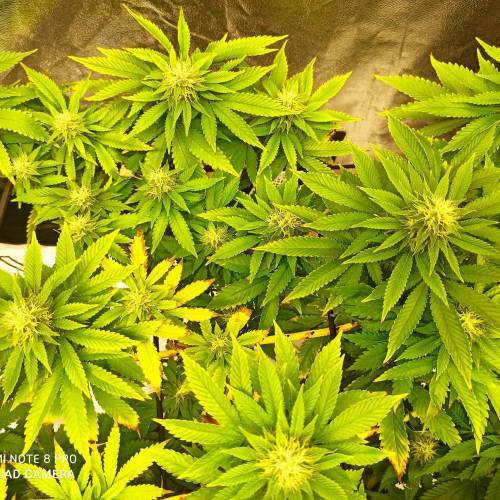 Master kush. Week 12 - Jours 83