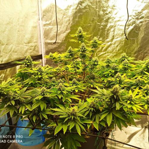 Master kush. Week 13 - Jours 86