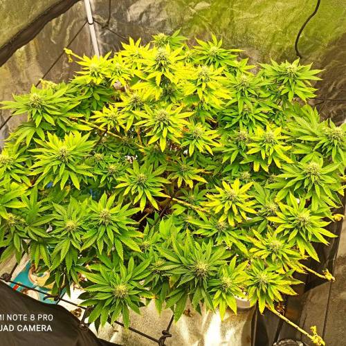 Master kush. Week 13 - Jours 86