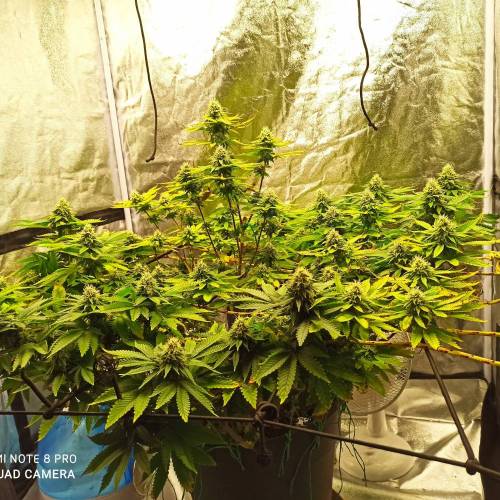 Master kush. Week 13 - Jours 87