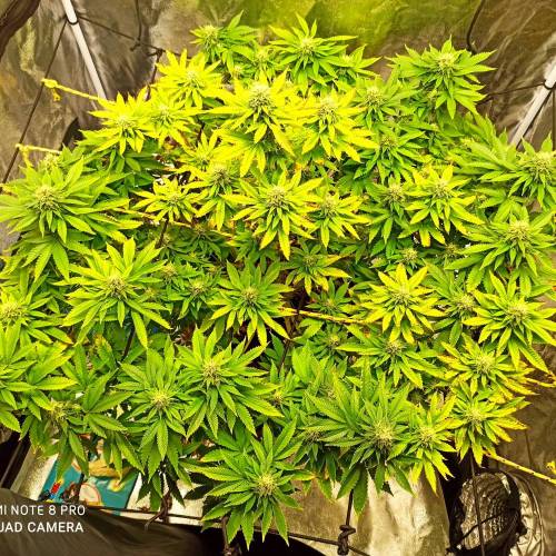 Master kush. Week 13 - Jours 87