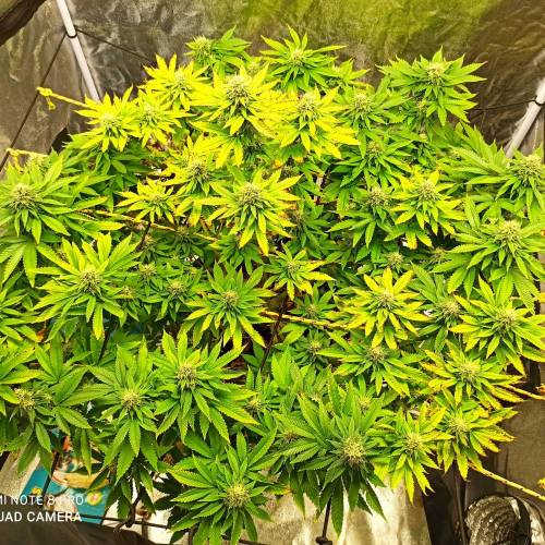 Master kush. Week 13 - Jours 88