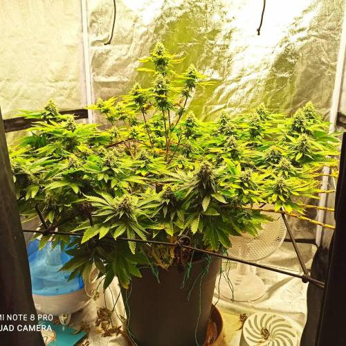 Master kush. Week 13 - Jours 88