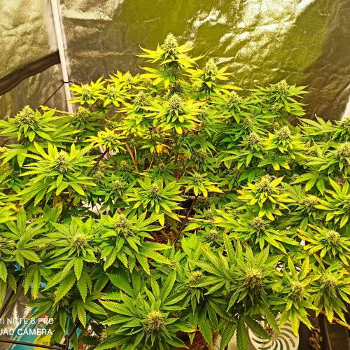 Master kush. Week 13 - Jours 90