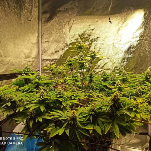 Master kush. Week 13 - Jours 90