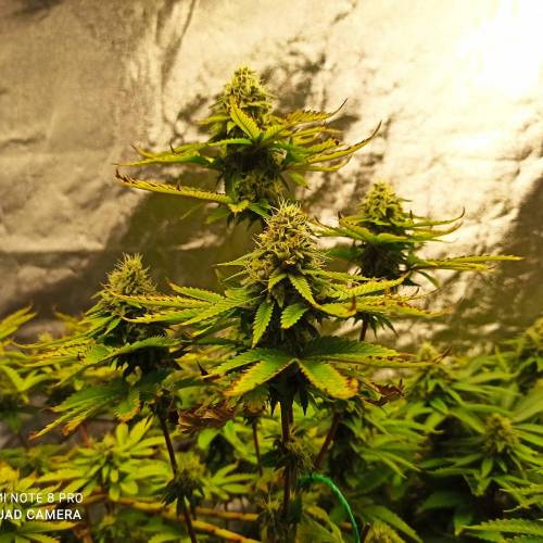 Master kush. Week 14 - Jours 93