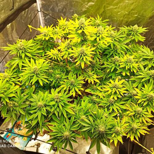 Master kush. Week 14 - Jours 93