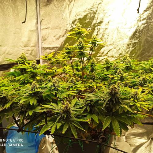 Master kush. Week 14 - Jours 93