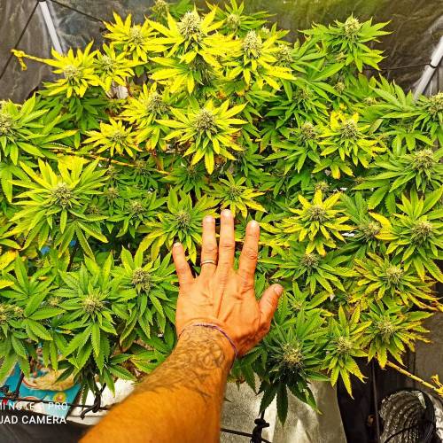 Master kush. Week 14 - Jours 95