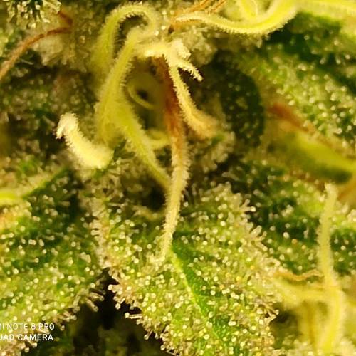 Master kush. Week 14 - Jours 95