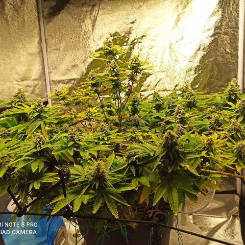 Master kush. Week 14 - Jours 95