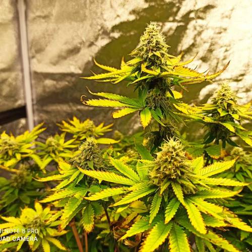 Master kush. Week 14 - Jours 95