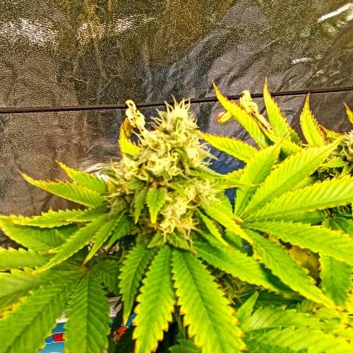 Master kush. Week 14 - Jours 95