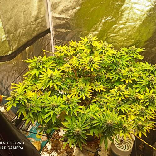 Master kush. Week 14 - Jours 97