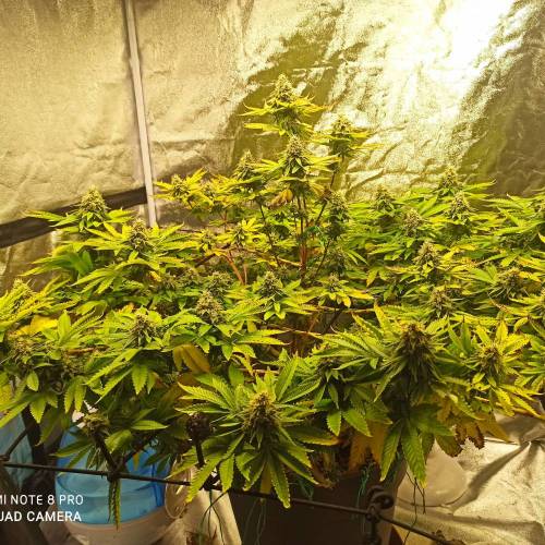 Master kush. Week 14 - Jours 97