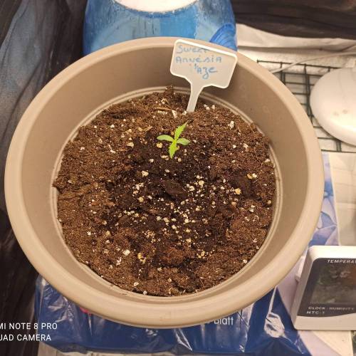 Sweet amnesia Haze . Week 1 - Jours 9