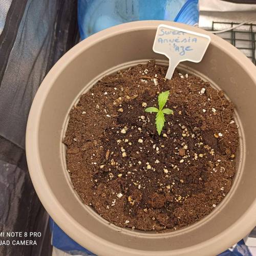 Sweet amnesia Haze . Week 1 - Jours 10