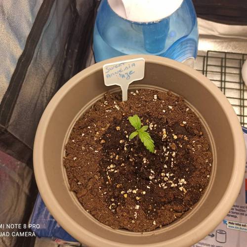 Sweet amnesia Haze . Week 1 - Jours 11