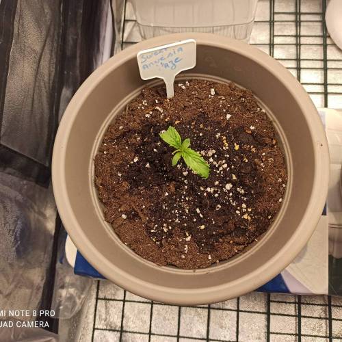 Sweet amnesia Haze . Week 1 - Jours 12