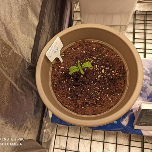 Sweet amnesia Haze . Week 1 - Jours 13 