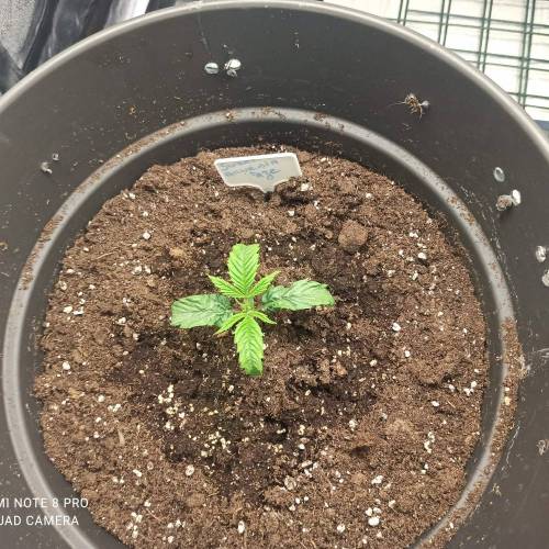 Sweet amnesia Haze . Week 2 - Jours 16