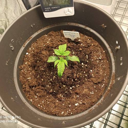 Sweet amnesia Haze . Week 2 - Jours 17