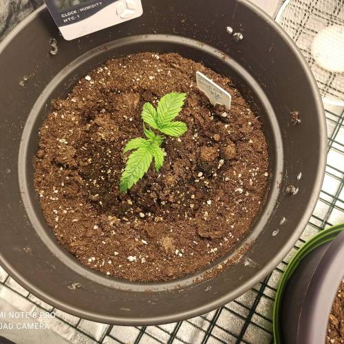 Sweet amnesia Haze . Week 2 - Jours 18