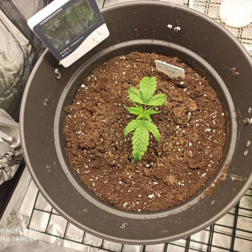 Sweet amnesia Haze . Week 2 - Jours 19