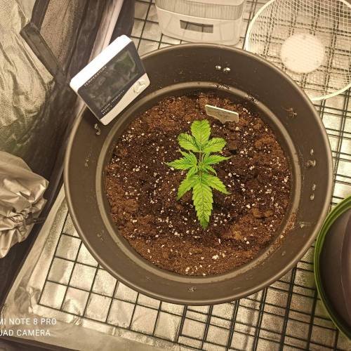 Sweet amnesia Haze . Week 2 - Jours 20