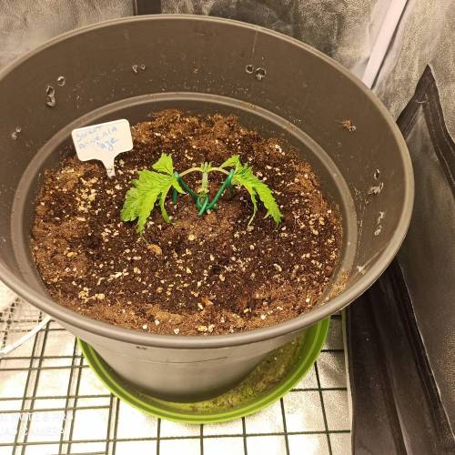 Sweet amnesia Haze . Week 3 - Jours 23