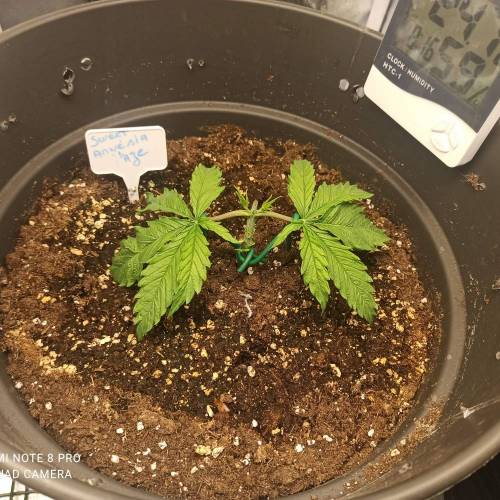 Sweet amnesia Haze . Week 3 - Jours 24