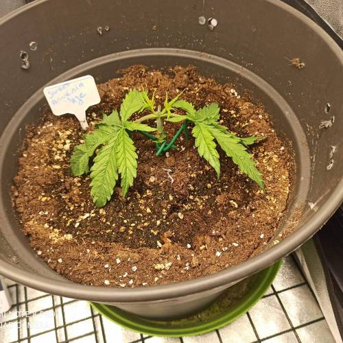 Sweet amnesia Haze . Week 3 - Jours 25