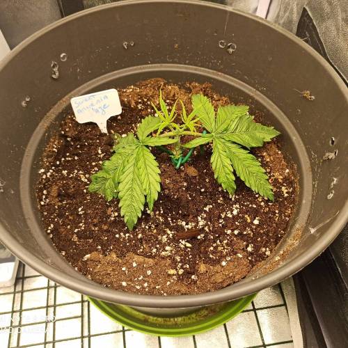 Sweet amnesia Haze . Week 3 - Jours 26