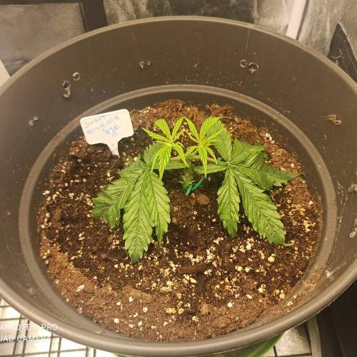 Sweet amnesia Haze . Week 3 - Jours 27