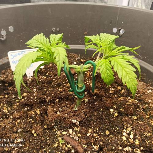 Sweet amnesia Haze . Week 4 - Jours 29