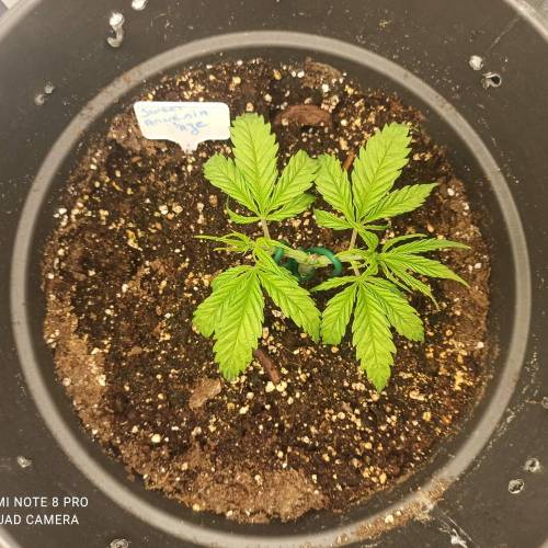 Sweet amnesia Haze . Week 4 - Jours 29