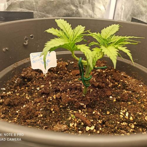 Sweet amnesia Haze . Week 4 - Jours 30