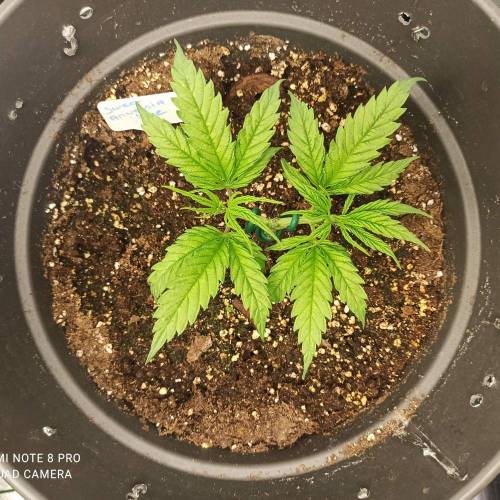 Sweet amnesia Haze . Week 4 - Jours 30